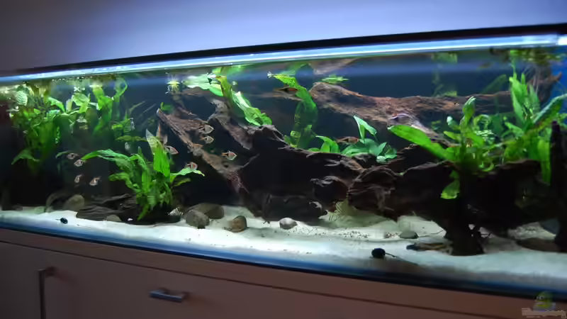 Aquarium 130cm Asiatisches Flachwasser-Biotop von Berlin42 (18)
