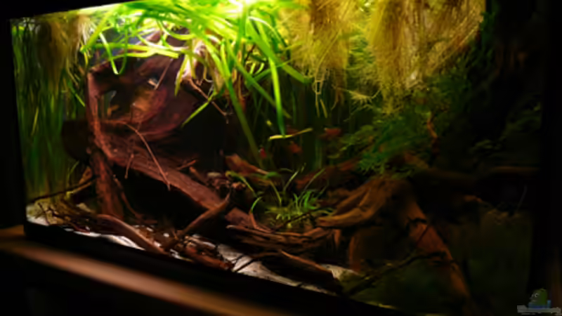 Aquarium 133er von Cichlid Power (2)