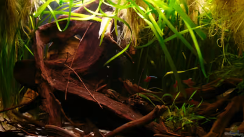 Aquarium 133er von Cichlid Power (3)