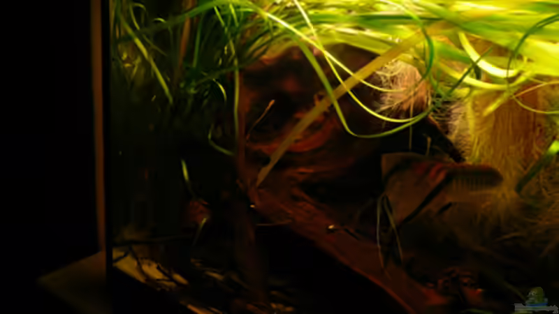 Aquarium 133er von Cichlid Power (4)