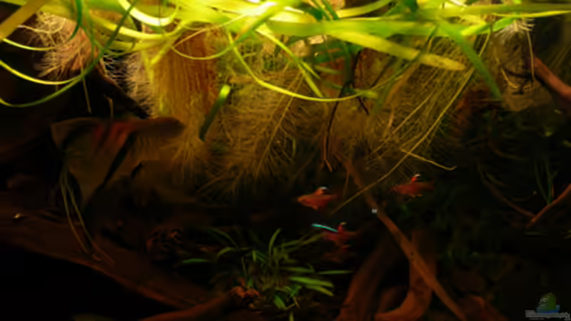 Aquarium 133er von Cichlid Power (5)