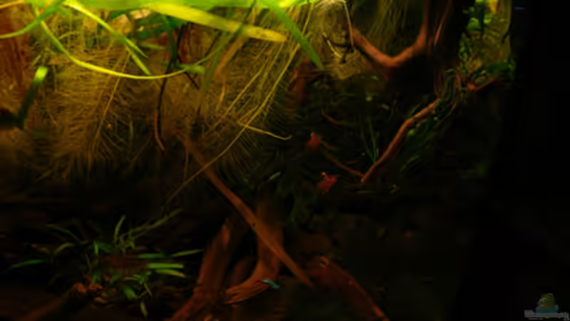 Aquarium 133er von Cichlid Power (6)