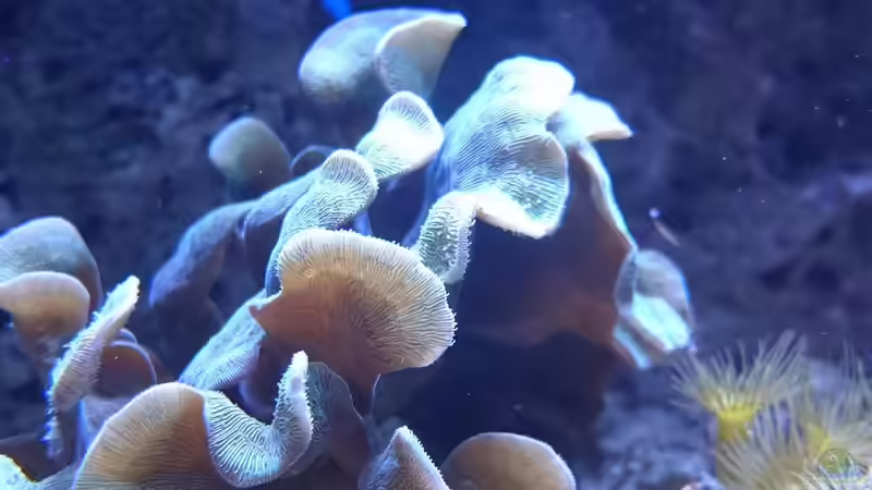 Aquarium 140 Liter Meerwasseraquarium von WittaMine (12)