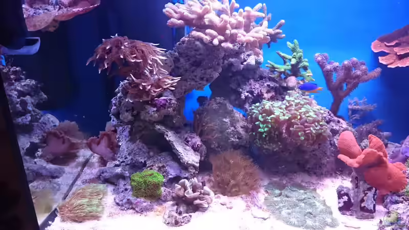 Aquarium 140 Liter Meerwasseraquarium von WittaMine (3)