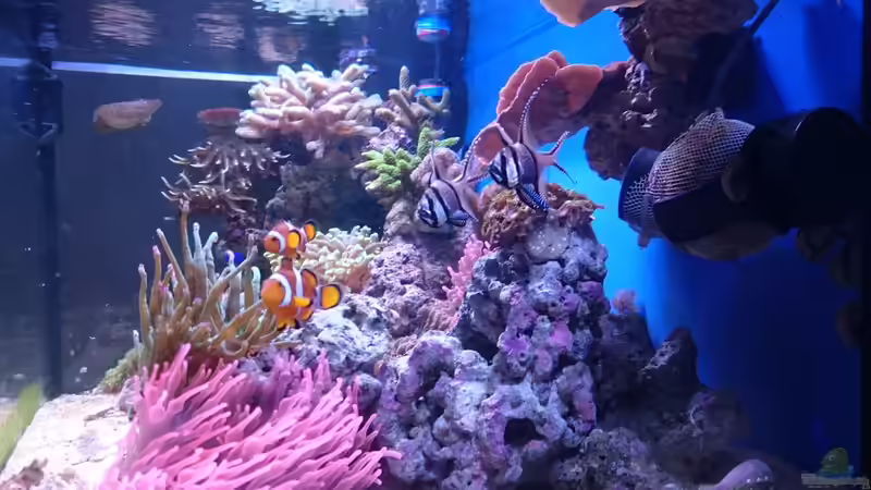 Aquarium 140 Liter Meerwasseraquarium von WittaMine (5)