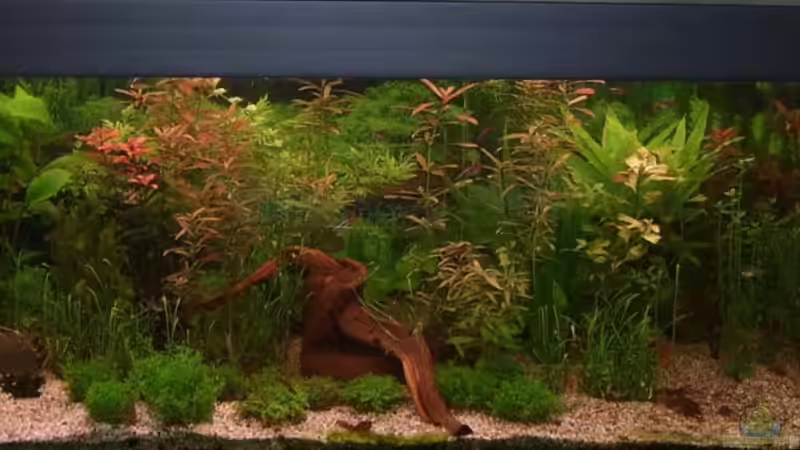 Aquarium 150x50x50 von qmman (1)