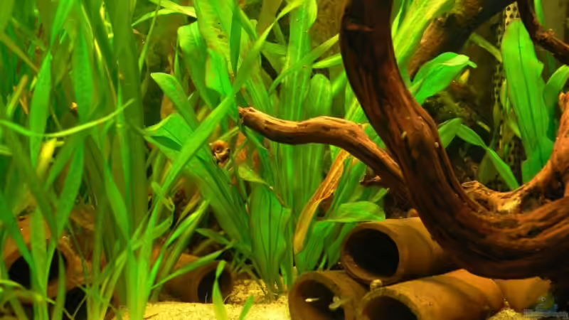 Aquarium 160L von Lexterpower (4)