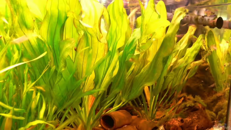 Aquarium 160L von Lexterpower (5)