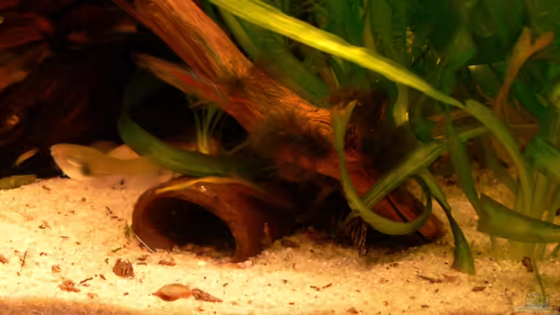 Aquarium 160L von Lexterpower (6)