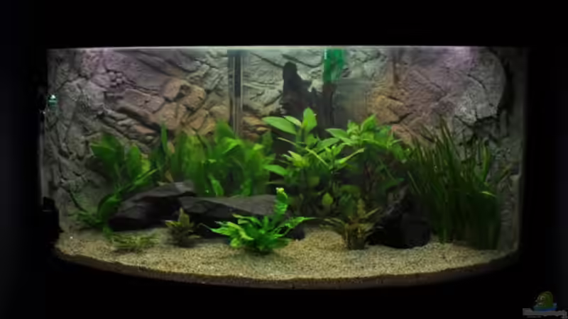 Aquarium 17.01.2011 von jmvitt (3)