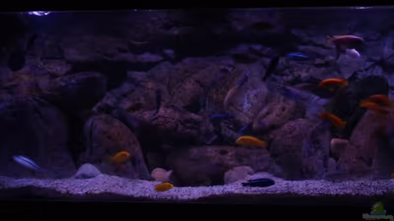 Aquarium 18.01.2014 von Tom (5)