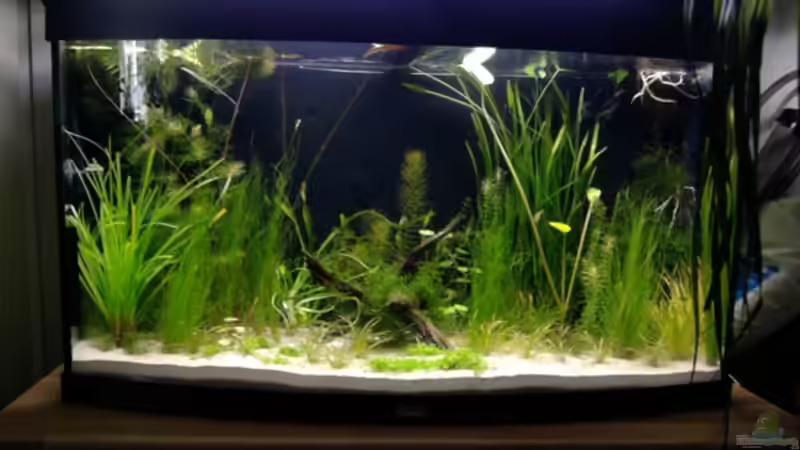 Aquarium 180 Liter Juwel Perlhuhnbecken von Tommarlon (10)