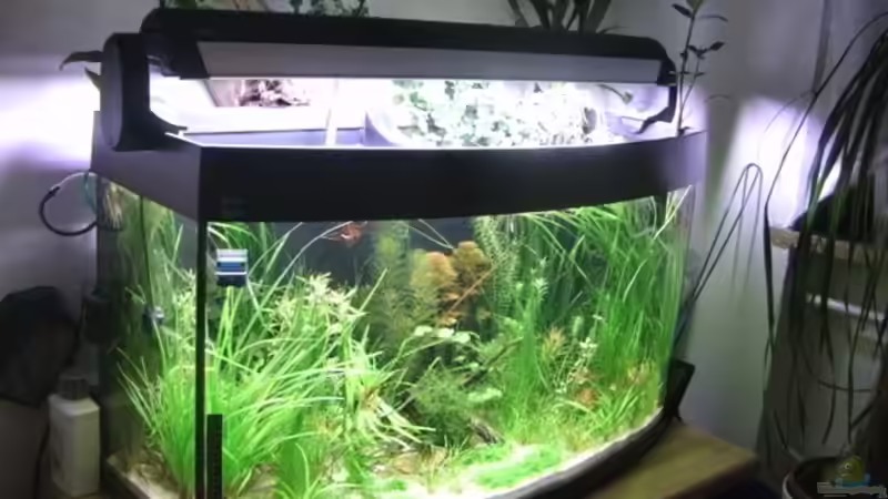 Aquarium 180 Liter Juwel Perlhuhnbecken von Tommarlon (11)