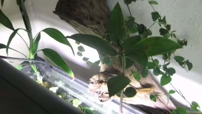 Aquarium 180 Liter Juwel Perlhuhnbecken von Tommarlon (12)