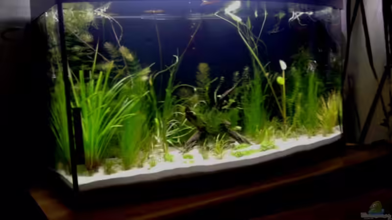 Aquarium 180 Liter Juwel Perlhuhnbecken von Tommarlon (13)