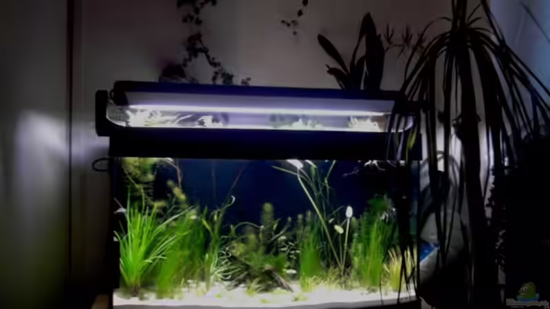 Aquarium 180 Liter Juwel Perlhuhnbecken von Tommarlon (14)