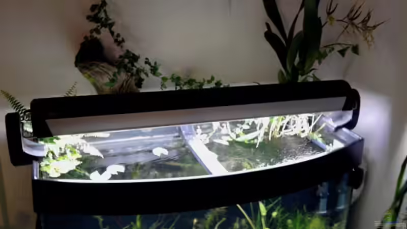 Aquarium 180 Liter Juwel Perlhuhnbecken von Tommarlon (15)