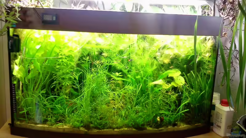 Aquarium 180 Liter Juwel Perlhuhnbecken von Tommarlon (2)