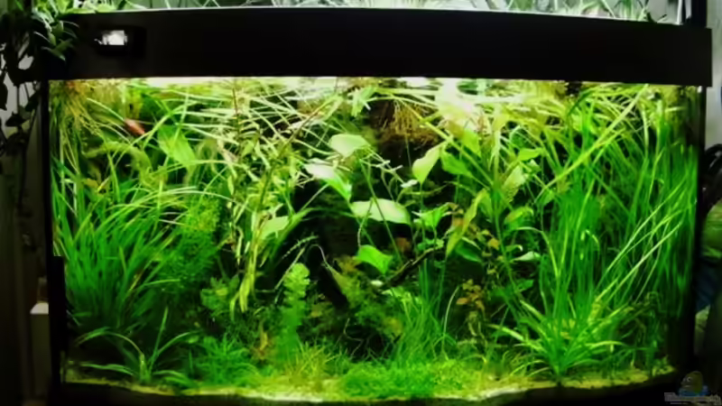 Aquarium 180 Liter Juwel Perlhuhnbecken von Tommarlon (6)