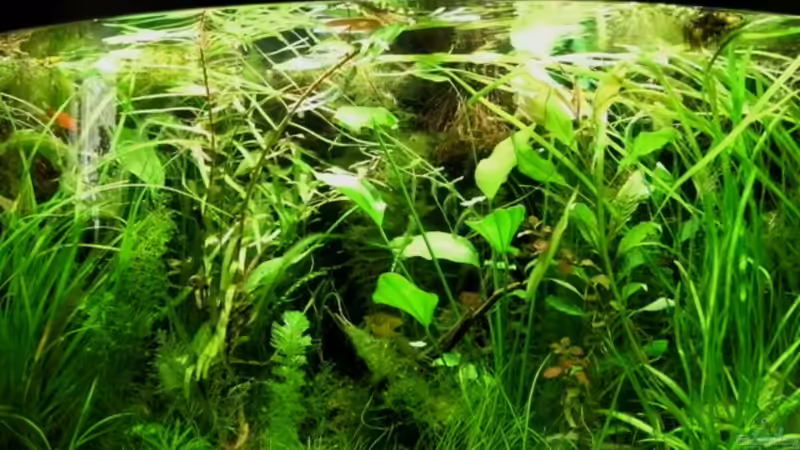 Aquarium 180 Liter Juwel Perlhuhnbecken von Tommarlon (7)