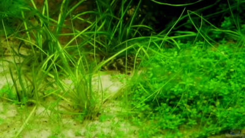 Aquarium 180 Liter Juwel Perlhuhnbecken von Tommarlon (8)