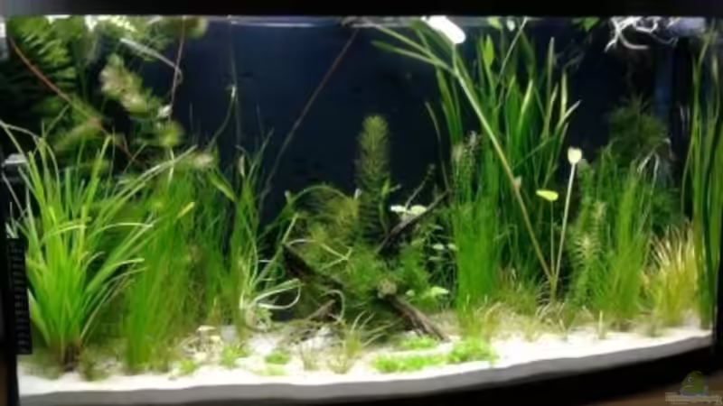 Aquarium 180 Liter Juwel Perlhuhnbecken von Tommarlon (9)