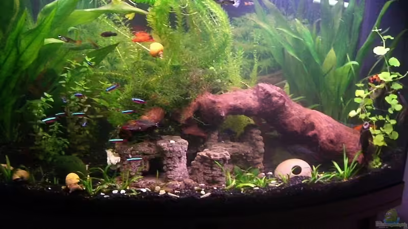 Aquarium 180L von Mausimaus (1)