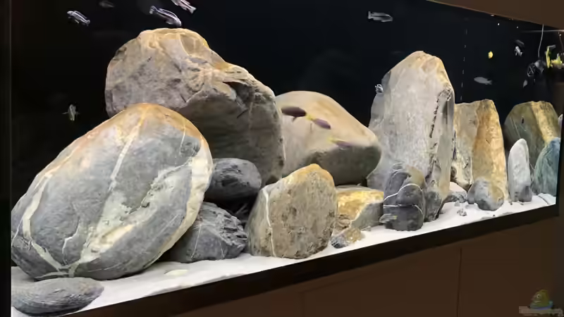 Aquarium 1st Mbuna Tank von Fäbi_CH (8)