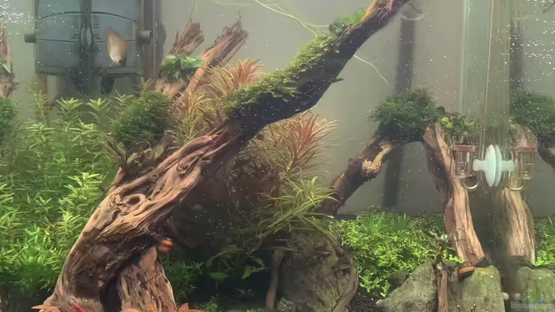 Aquarium 1st Scape von JPS (3)