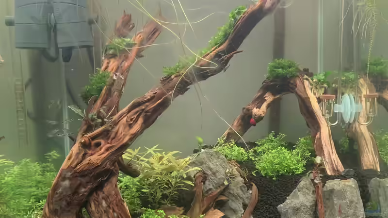 Aquarium 1st Scape von JPS (5)