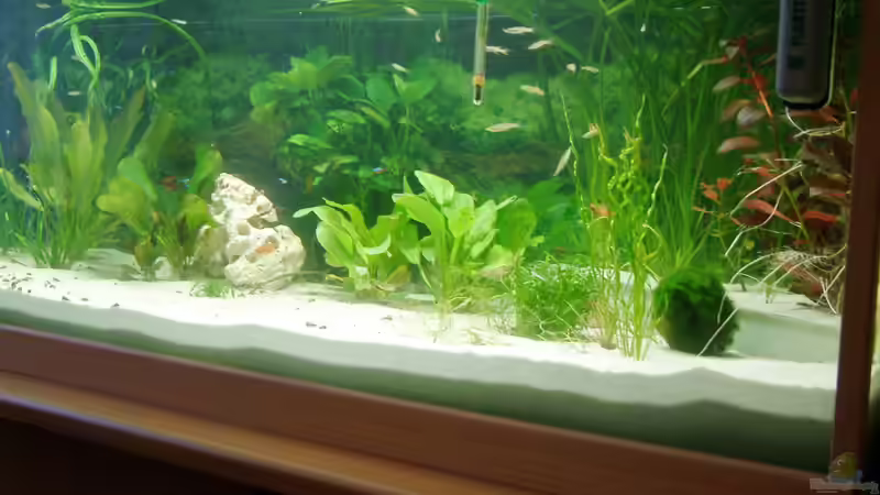 Aquarium 2. Becken von Frank Krüger (3)