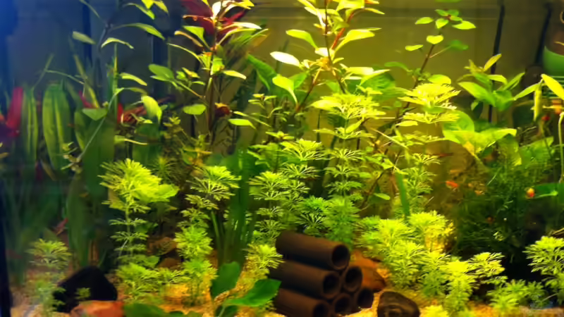 Aquarium 2. Becken von mari (2)