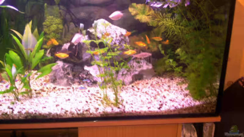 Aquarium 2. Hälfte von Daniela Daum (4)