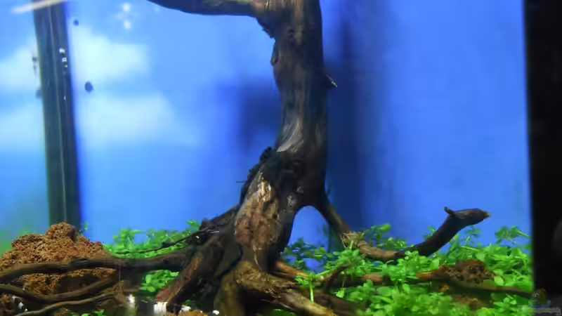 Aquarium 2,25 Liter Nano Becken von Mr. K. (2)