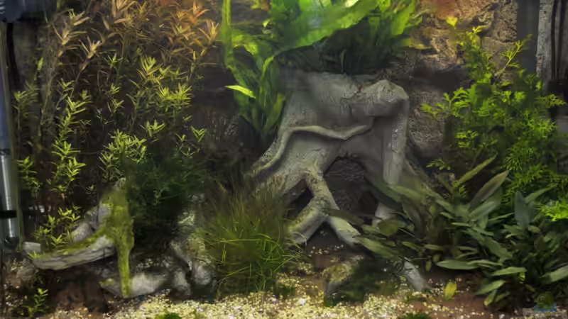 Aquarium 2 Wochen nach Einrichtung von Matthias Funke (3)