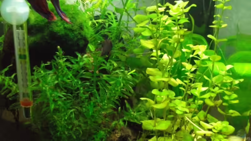 Aquarium 20 L Dennerle Nano Cube von z0oL (2)