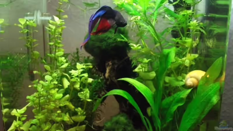 Aquarium 20 L Dennerle Nano Cube von z0oL (3)