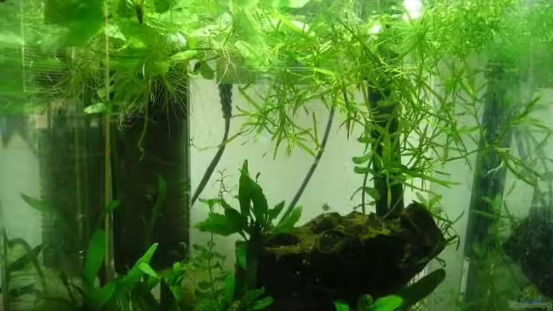 Aquarium 20 L Nano Cube von Dana (2)