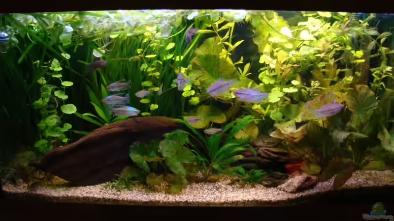 Aquarium 200 Liter Asien / Afrika von bernie-124 (2)