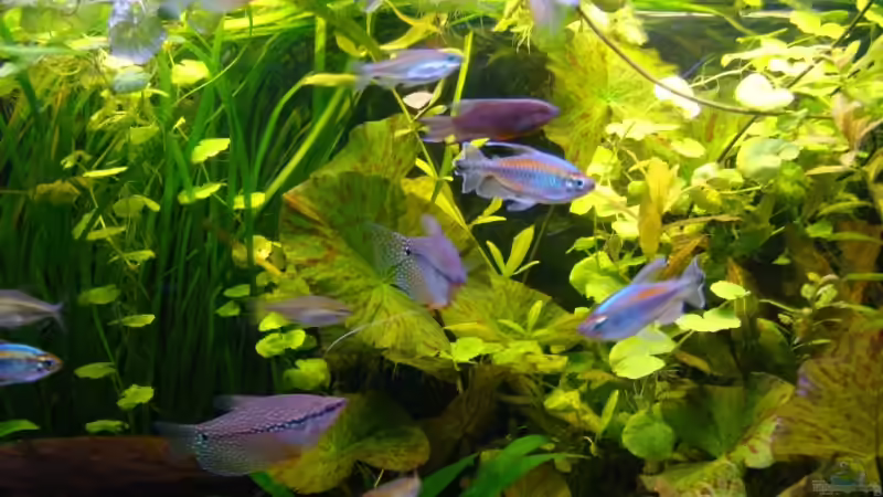 Aquarium 200 Liter Asien / Afrika von bernie-124 (3)