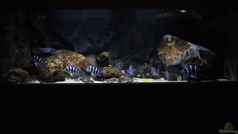 Aquarium 200 x 80 x 70 von Björn (Slavi) (1)