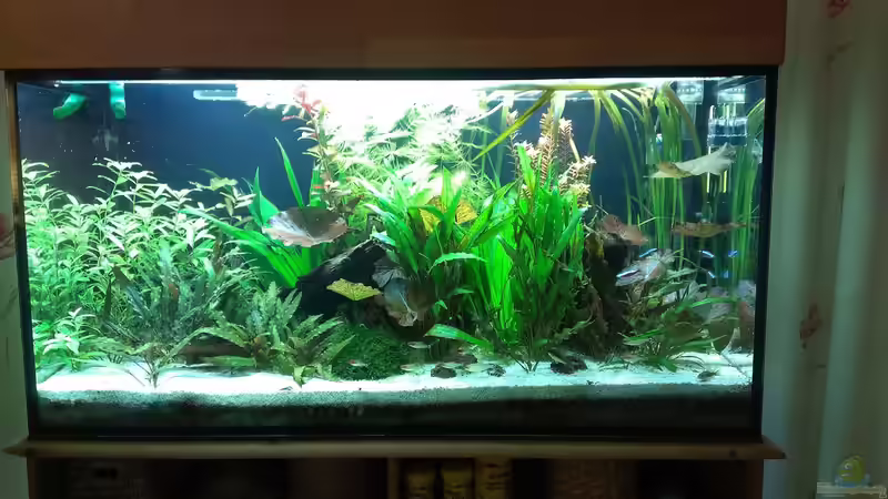 Aquarium 200er von Pflanzenfreund (3)