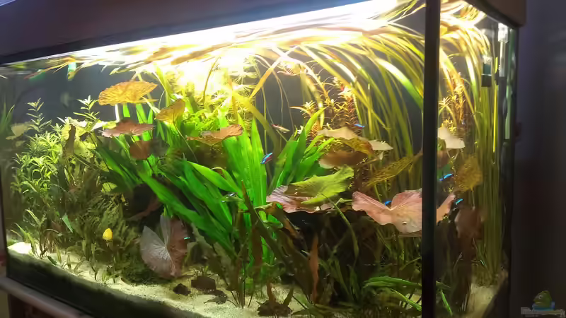 Aquarium 200er von Pflanzenfreund (4)