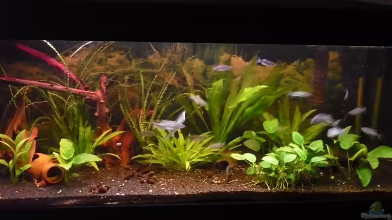 Aquarium 2010 von YAZZ (5)