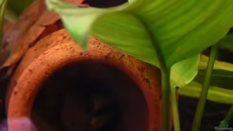 Aquarium 2010 von YAZZ (6)