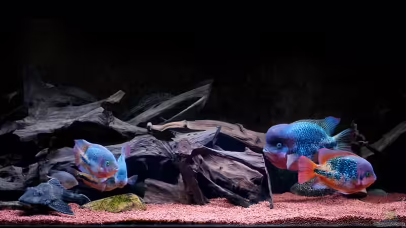 Aquarium 2014 von panaque67 (3)