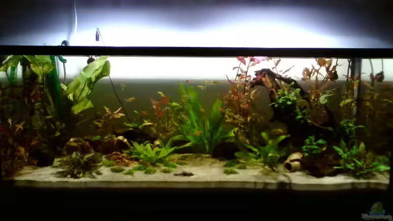 Aquarium 21.07.10 von Still (4)