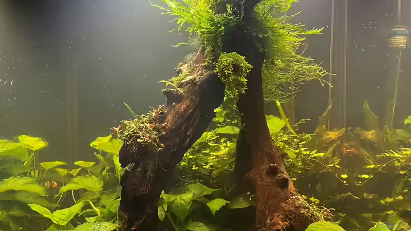 Aquarium 216er Cube von PeterK (2)