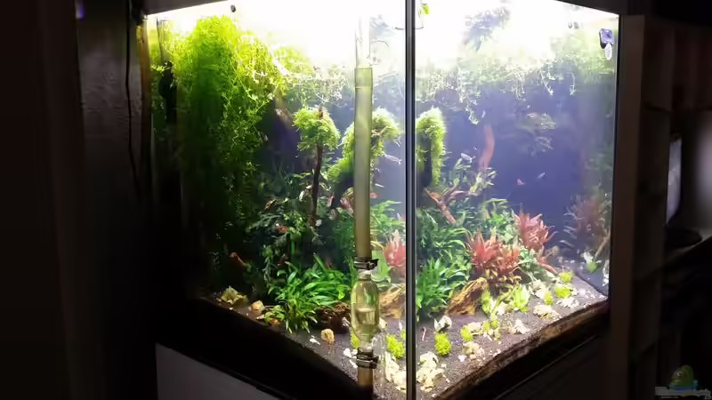 Aquarium 216l cube no name von Enyo (2)