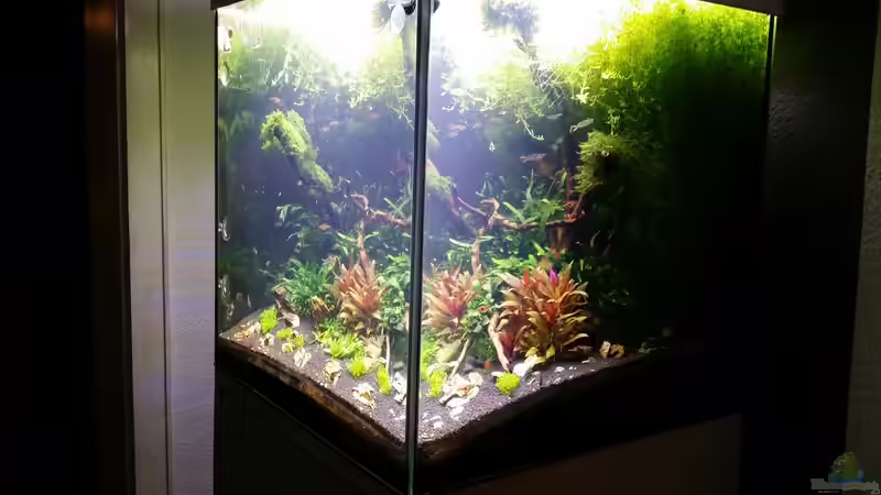 Aquarium 216l cube no name von Enyo (3)
